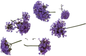 Eetbare bloem ijzerhard 8st